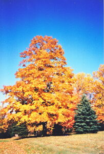 IMG fall tree