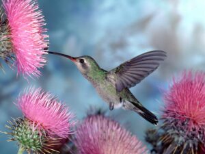 birds-roaming-around-the-pink-flowers-humming-birds